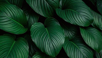 dark moody background with green leaves