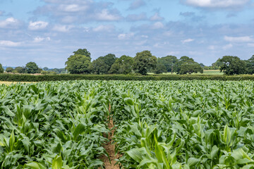 Farmland in rural Sussex with rows of sweetcorn growing under a blue sky