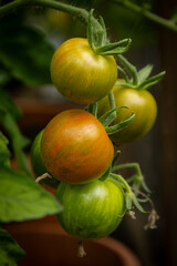 Ripening tomatoes on the vine, with a shallow depth of field