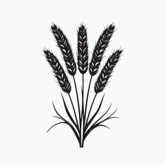 wheat ears isolated on white