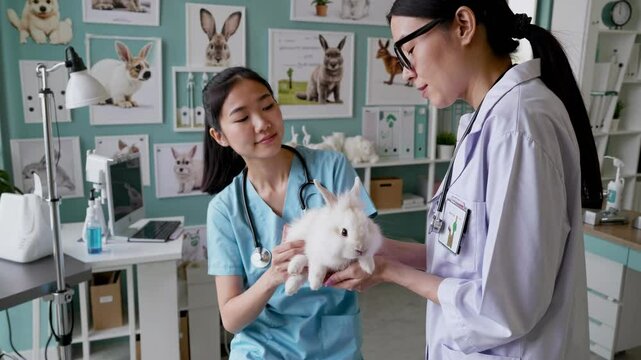 Young asian female intern and woman veterinarian at a pet clinic provide care for rabbit. One is examining the rabbit while the other observes. Animal veterinary clinic care and treatment