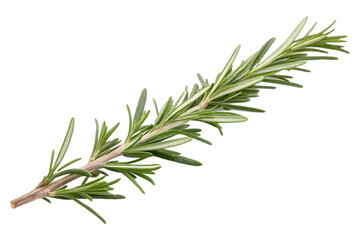 A single sprig of fresh green rosemary isolated on white background