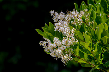 Selective focus of white cream flowers with green leaves in the garden, Ligustrum vulgare is a species of Ligustrum, It is a semi-evergreen or deciduous shrub, Natural floral pattern background.