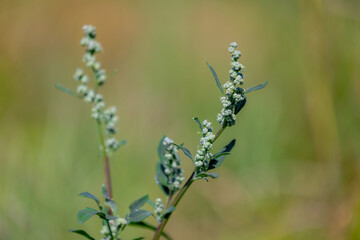 Selective focus of wild flowers bud with green leaves, Chenopodium berlandieri or the common names pitseed goosefoot is an annual herbaceous plant in the family Amaranthaceae, Nature floral background
