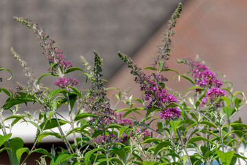 Selective focus of violet blue flowers Summer lilac (Vlinderstruik) Buddleja davidii,...