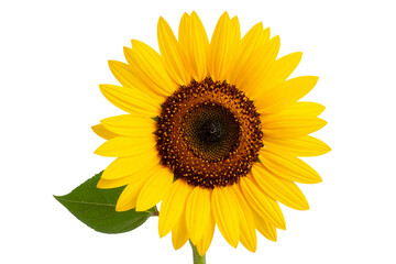 Obraz premium Single Sunflower with Slight Tilt and Detailed Petals, isolated on a transparent background