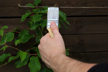Construction brush with white paint on a wooden background. There are green leaves of plants on the...