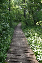 Obraz premium A path in the park in summer, Beaumont, Québec, Canada