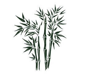 Bamboo hand drawn on white illustration