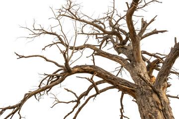 A large, dead tree with many gnarled branches, isolated on transparent background