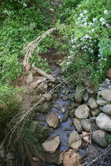 stream in the forest