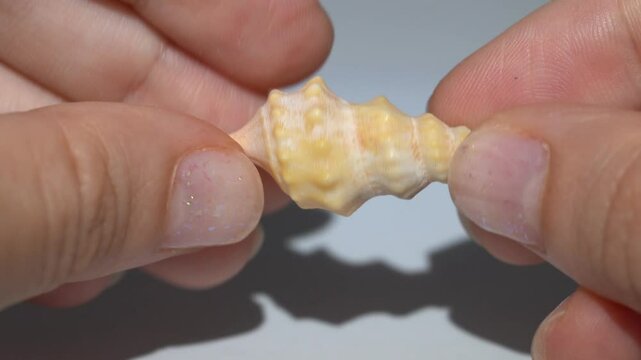 Close-up view of a yellow-and-white marine shell with detailed texture and spiral form, gently held between fingers. A vivid sample of marine craftsmanship by nature