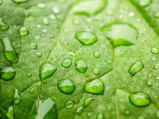 Beautiful large drop morning dew in nature, Drops of clean transparent water on leaves. Sun glare...