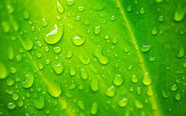 Beautiful large drop morning dew in nature, Drops of clean transparent water on leaves. Sun glare...