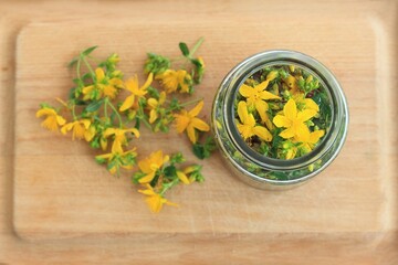 Tincture from Hypericum perforatum commonly known as St John's wort. Tincture  with fresh yellow St...