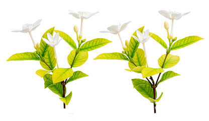 the background of the Cape Jasmine flowers