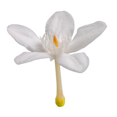 the background of the Cape Jasmine flowers