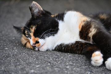 道路に寝転ぶ三毛猫