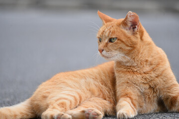 凛々しい顔をした茶トラの猫