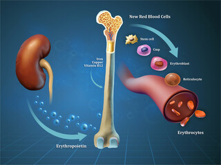 Red blood cells formation