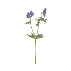 Bloom floral vector illustration isolated on white background