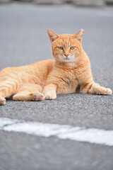 凛々しい顔をした茶トラの猫