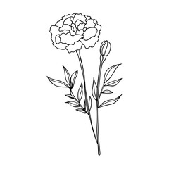 Line art marigold, carnation flower on stem. Vector outline monochrome floral icon isolated on white background. Herbal plant logo design