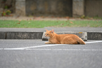 駐車場に座り込む茶トラの猫