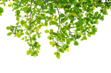 Green Tree Branch Canopy with Fresh Leaves Transparent PNG for Nature and Eco Design