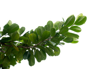 Green Tree Branch Canopy with Fresh Leaves Transparent PNG for Nature and Eco Design