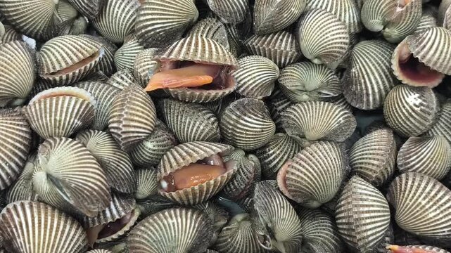 A video A close-up view of fresh scallops. Their intricate patterns are mesmerizing. A culinary adventure awaits. Showcasing their movement and environment.