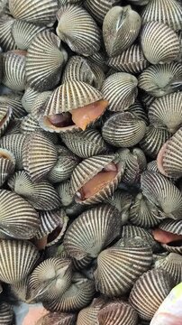 A video A close-up view of fresh scallops. Their intricate patterns are mesmerizing. A culinary adventure awaits. Showcasing their movement and environment.