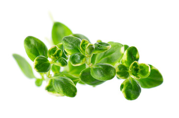 Fresh thyme sprig isolated on white background. Lemon thyme or Thymus citriodorus. Medicinal and culinary herb. Clipping path.