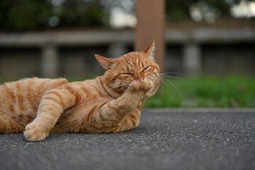 自分の手を舐める茶トラの野良猫