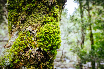 Obraz premium Ancient Myrtle Beech Forest in Tasmania, Australiast