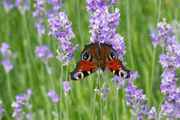 European peacock butterfly (Aglais io) perched on lavender in Zurich, Switzerland