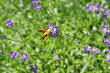 Large Skipper butterfly (Ochlodes sylvanus) perched on lavender plant in Zurich, Switzerland