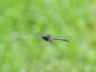 ヤマサナエ　緑色背景のトンボの飛翔