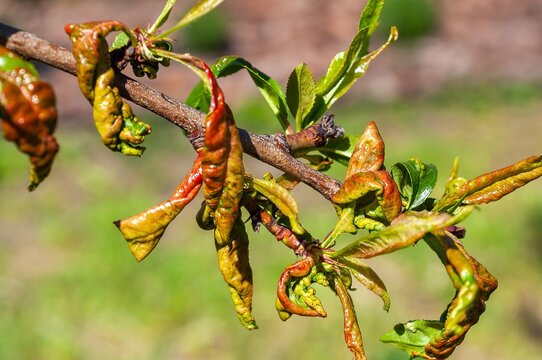 Peach tree branch with leaves affected by leaf curl disease, close up.