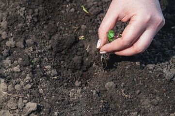 A hand carefully planting a delicate seedling with exposed roots into the earth.