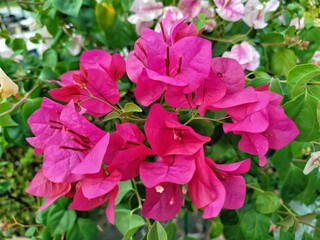 Beautiful pink flowers blooming in a lush garden, captured in natural light. Perfect for floral...