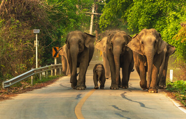 Group of Asian elephant family with baby elephant walking on road  © Jack Tamrong