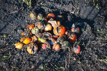 A pile of discarded and rotting tomatoes on the damp, dark earth, showing signs of decay and waste.