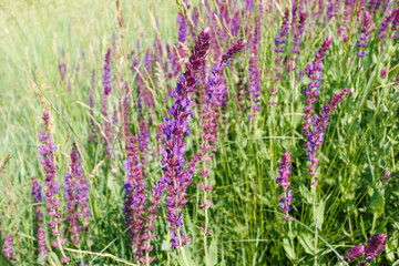Field of Purple Meadow Sage Flowers in Bloom