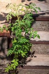 A tomato plant thrives on a concrete staircase, bathed in sunlight, showcasing natural growth.