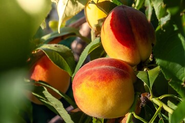 Vibrant ripe peaches hanging from a tree, bathed in warm sunlight during summer.