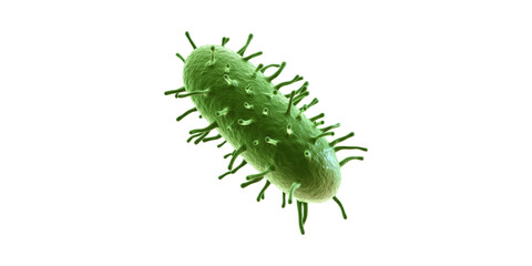 Fototapeta premium Green Bacterium Cell With Flagella. Microbiology And Pathogen Study Isolated On Transparent Background