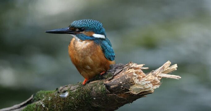 Detail of kingfisher. Common kingfisher, Alcedo atthis, perched on branch near nesting burrow and cleans feathers. Wildlife breeding season. Colorful bird in summer nature. Hunting river kingfisher.