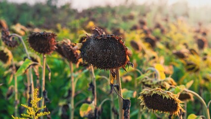 Sunflowers in a field, captured in the late summer light with soft focus and a warm color palette.