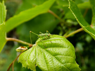 Tiny Green Grasshopper Resting on a Textured Leaf in Nature